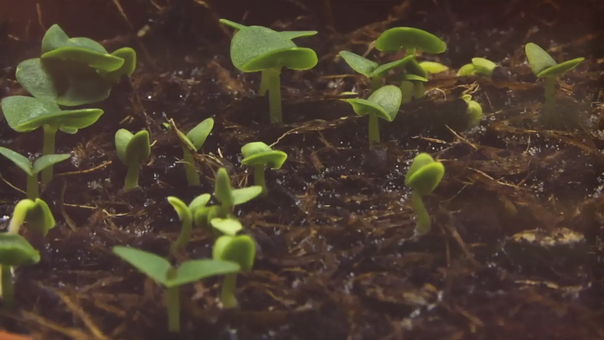 Still from SOLUTIONISM